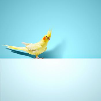 Parrot sitting on blank banner. Place for text