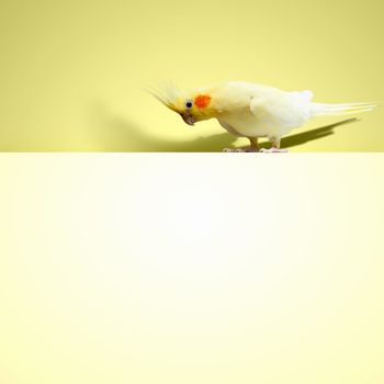 Parrot sitting on blank banner. Place for text