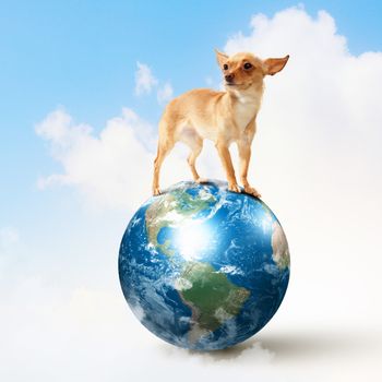 Dog with the Earth planet. Funny collage. Elements of this image are furnished by NASA