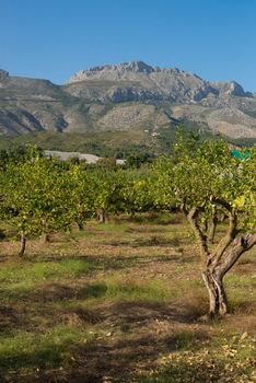 Lemon plantation in a sunny Mediterranean landscape