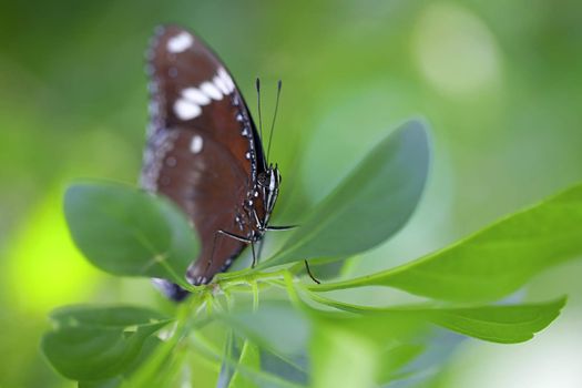 Common Crow Butterfly sitting with closed wings on a green plant