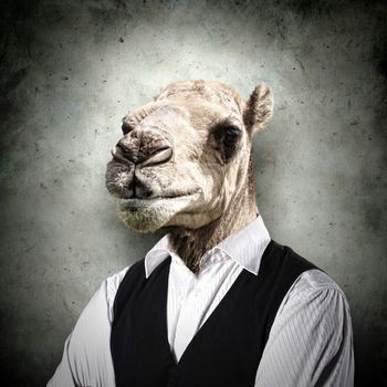 Portrait of a funny camel in a business suit on a gray background. collage