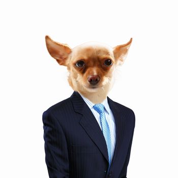 Funny portrait of a dog in a suit on an white background. Collage.