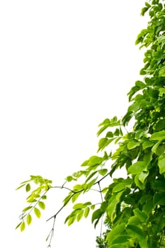 Leaves on a white background