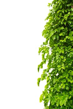 Leaves on a white background