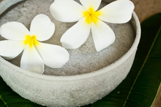 Plumeria placed on ice