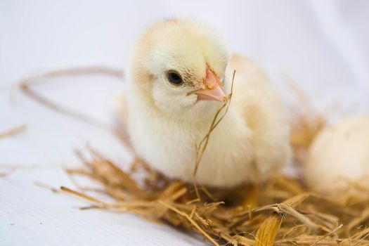 Chicks hatched from eggs
