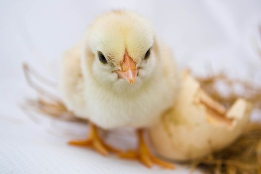 Chicks hatched from eggs
