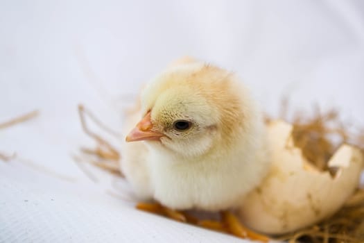Chicks hatched from eggs