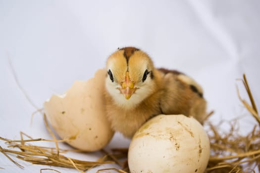 Chicks hatched from eggs