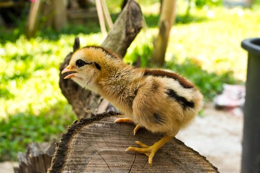 Chicks stand on a piece of wood