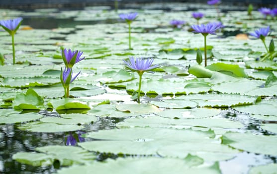Violet Lotus blossom