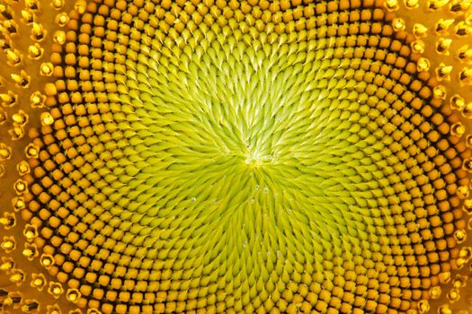 Sunflower close-up