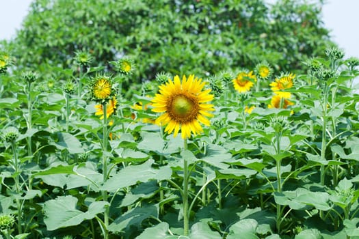 Sunflowers on plant