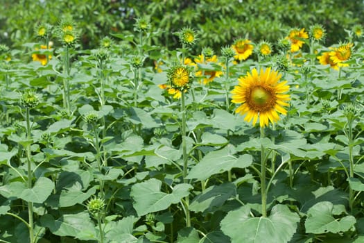 Sunflowers on plant