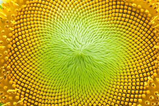 Sunflower close-up