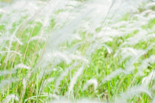 Background of Field