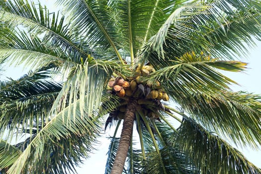 Coconut tree