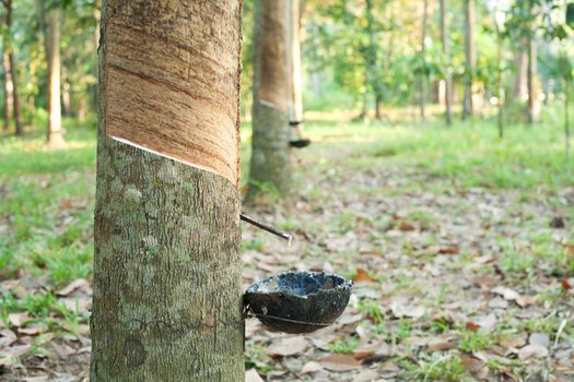 Rubber Plantation
