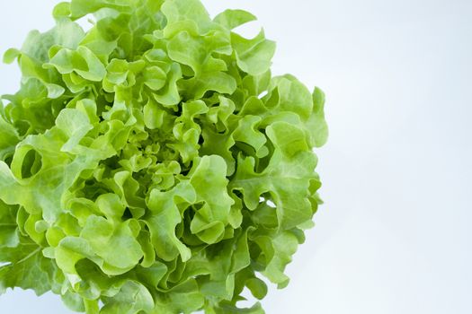 Butterhead Lettuce