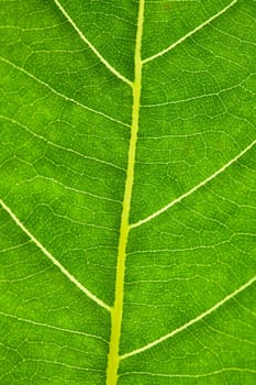 Close up of green leaf texture