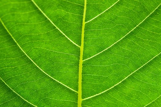 Close up of green leaf texture