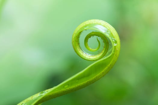 Unfolding young fern leave