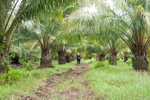 Oil Palm Plantation