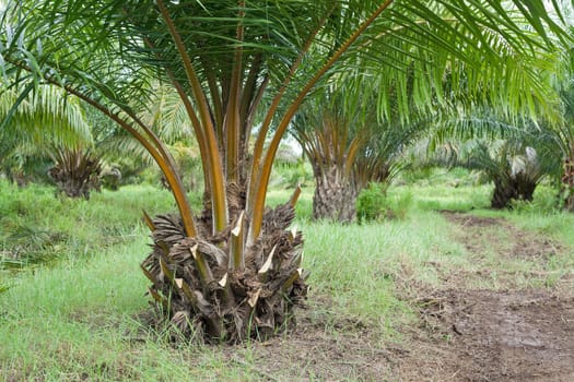 Oil Palm Plantation