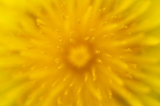 Macro shot of a Dandelion - shallow DOF