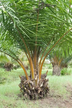 Oil Palm Plantation