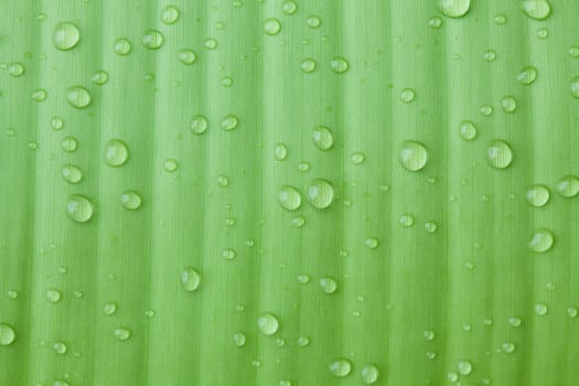 Droplets water on beautiful banana leaf