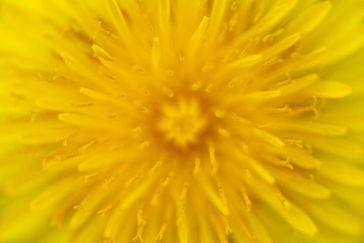 Macro shot of a Dandelion - shallow DOF