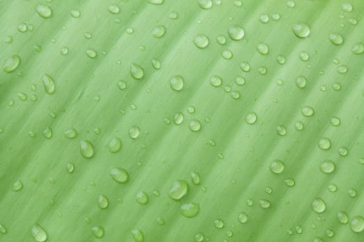 Droplets water on beautiful banana leaf