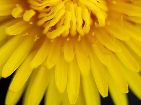 Macro shot of a Dandelion - shallow DOF