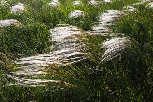 Feather grass  in wind at sunset in the green field