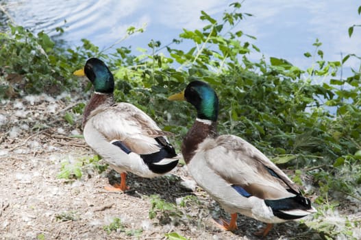 Green Collar ducks sunning