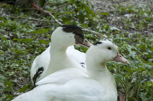 white ducks resting in the shade