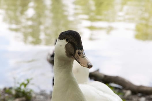 white ducks with the bottom of the lake