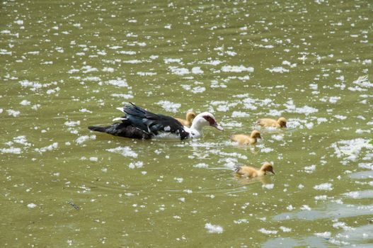 ducklings with their mom swimming through the water