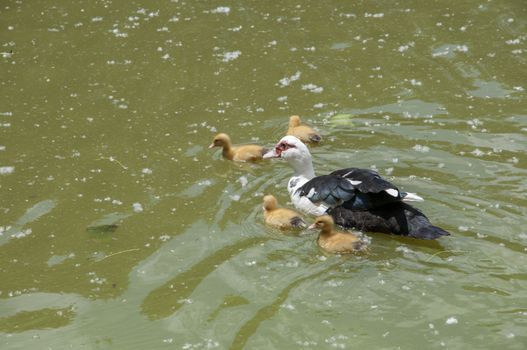 ducklings with their mom swimming through the water