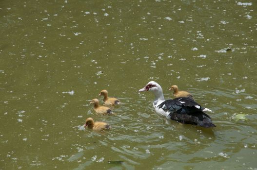 ducklings with their mom swimming through the water