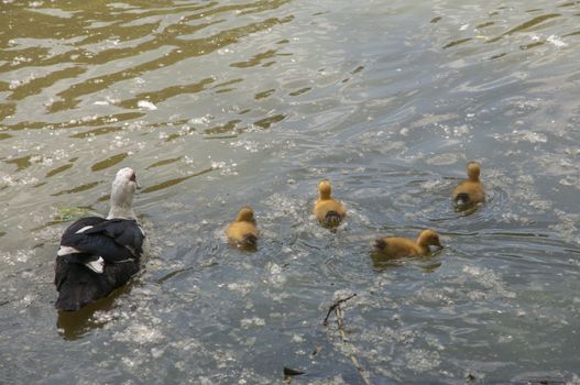 ducklings with their mom swimming by the lake