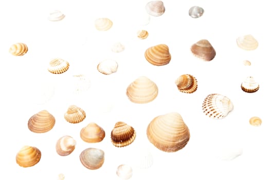 seashells on a white background