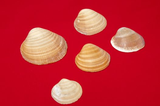 seashells on a red background