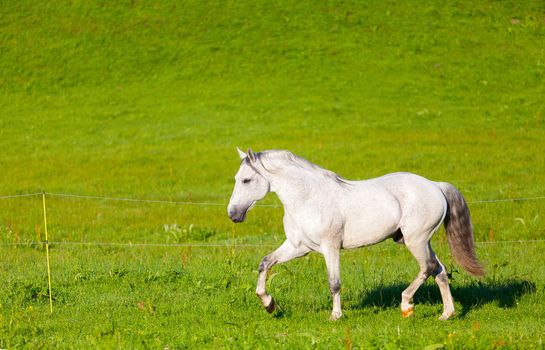 Gray Arab horse gallops on a green meadow