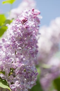 Branch of a pink lilac waves on a wind