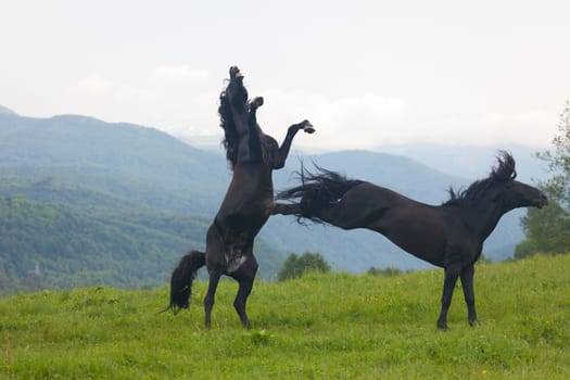 Two black stallions on a pasture
