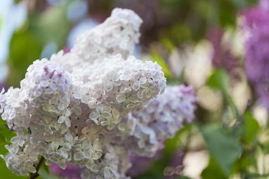 Branch of a pink lilac waves on a wind