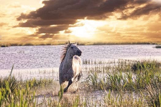 gray horse runs on water against a sunset